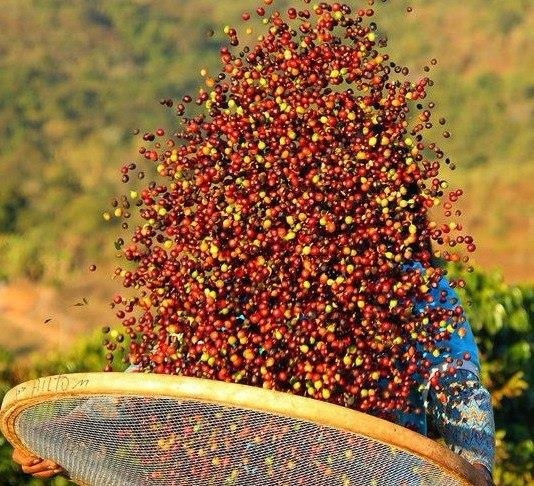 Кислинка во вкусе кофе. Хорошо это или нет?